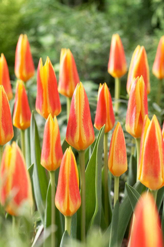 Tulip Bulbs Giuseppe Verdi Blooms Species Growing Bonsai Roots Rhizomes Corms Tubers Potted Planting Reblooming Fragrant Garden Flower Seeds Plant