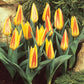 Tulip Bulbs Giuseppe Verdi Blooms Species Growing Bonsai Roots Rhizomes Corms Tubers Potted Planting Reblooming Fragrant Garden Flower Seeds Plant