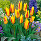 Tulip Bulbs Giuseppe Verdi Blooms Species Growing Bonsai Roots Rhizomes Corms Tubers Potted Planting Reblooming Fragrant Garden Flower Seeds Plant