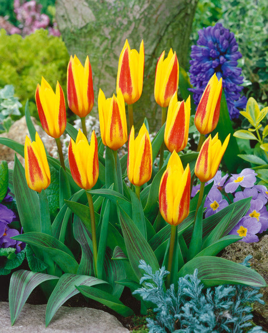 Tulip Bulbs Giuseppe Verdi Blooms Species Growing Bonsai Roots Rhizomes Corms Tubers Potted Planting Reblooming Fragrant Garden Flower Seeds Plant