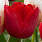 Tulip Bulbs Carnival Collection Blooms Species Growing Bonsai Roots Rhizomes Corms Tubers Potted Planting Reblooming Fragrant Garden Flower Seeds Plant