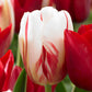 Tulip Bulbs Carnival Collection Blooms Species Growing Bonsai Roots Rhizomes Corms Tubers Potted Planting Reblooming Fragrant Garden Flower Seeds Plant
