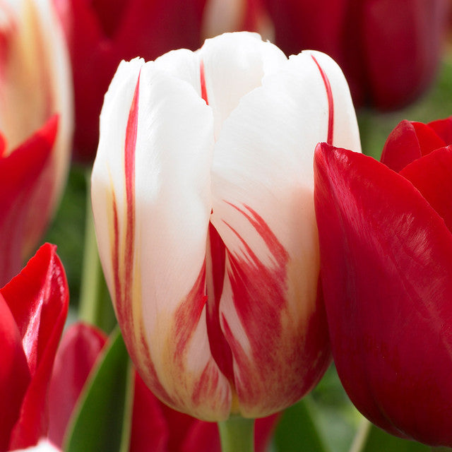 Tulip Bulbs Carnival Collection Blooms Species Growing Bonsai Roots Rhizomes Corms Tubers Potted Planting Reblooming Fragrant Garden Flower Seeds Plant