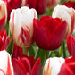 Tulip Bulbs Carnival Collection Blooms Species Growing Bonsai Roots Rhizomes Corms Tubers Potted Planting Reblooming Fragrant Garden Flower Seeds Plant