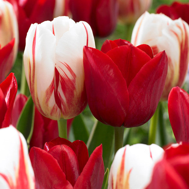 Tulip Bulbs Carnival Collection Blooms Species Growing Bonsai Roots Rhizomes Corms Tubers Potted Planting Reblooming Fragrant Garden Flower Seeds Plant