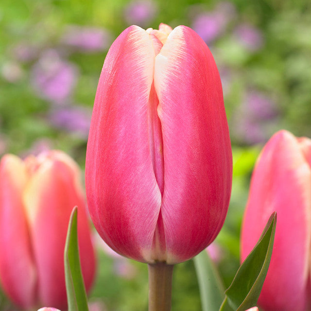 Tulip Bulbs Jumbo Beauty Blooms Species Growing Bonsai Roots Rhizomes Corms Tubers Potted Planting Reblooming Fragrant Garden Flower Seeds Plant