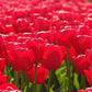 Tulip Bulbs Jumbo Cherry Blooms Species Growing Bonsai Roots Rhizomes Corms Tubers Potted Planting Reblooming Fragrant Garden Flower Seeds Plant