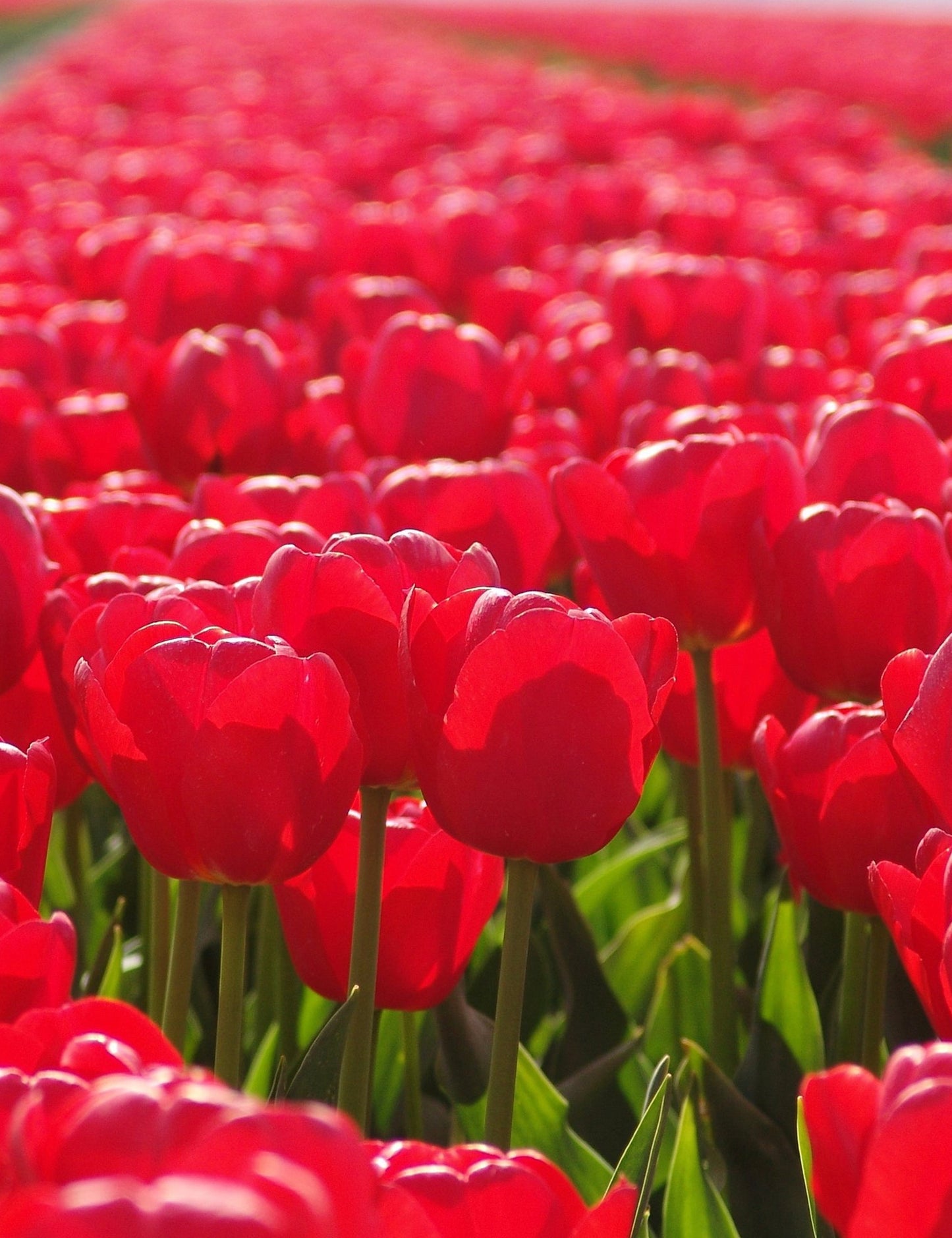 Tulip Bulbs Jumbo Cherry Blooms Species Growing Bonsai Roots Rhizomes Corms Tubers Potted Planting Reblooming Fragrant Garden Flower Seeds Plant