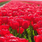 Tulip Bulbs Jumbo Cherry Blooms Species Growing Bonsai Roots Rhizomes Corms Tubers Potted Planting Reblooming Fragrant Garden Flower Seeds Plant