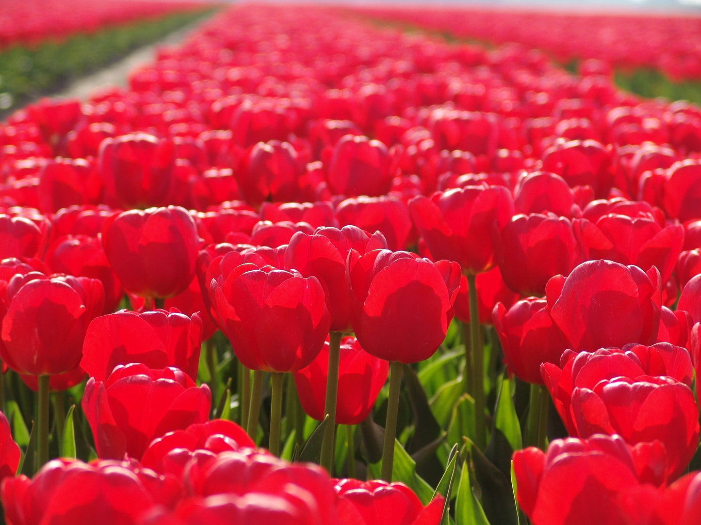 Tulip Bulbs Jumbo Cherry Blooms Species Growing Bonsai Roots Rhizomes Corms Tubers Potted Planting Reblooming Fragrant Garden Flower Seeds Plant