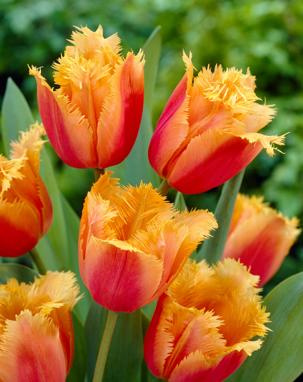 Tulip Bulbs Lambada Blooms Species Growing Bonsai Roots Rhizomes Corms Tubers Potted Planting Reblooming Fragrant Garden Flower Seeds Plant