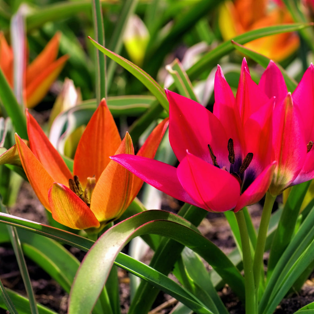 Tulip Bulbs Winsome Wildings Mix Blooms Species Growing Bonsai Roots Rhizomes Corms Tubers Potted Planting Reblooming Fragrant Garden Flower Seeds Plant