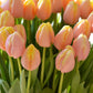 Tulip Bulbs Mango Charmu Blooms Species Growing Bonsai Roots Rhizomes Corms Tubers Potted Planting Reblooming Fragrant Garden Flower Seeds Plant