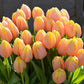 Tulip Bulbs Mango Charmu Blooms Species Growing Bonsai Roots Rhizomes Corms Tubers Potted Planting Reblooming Fragrant Garden Flower Seeds Plant