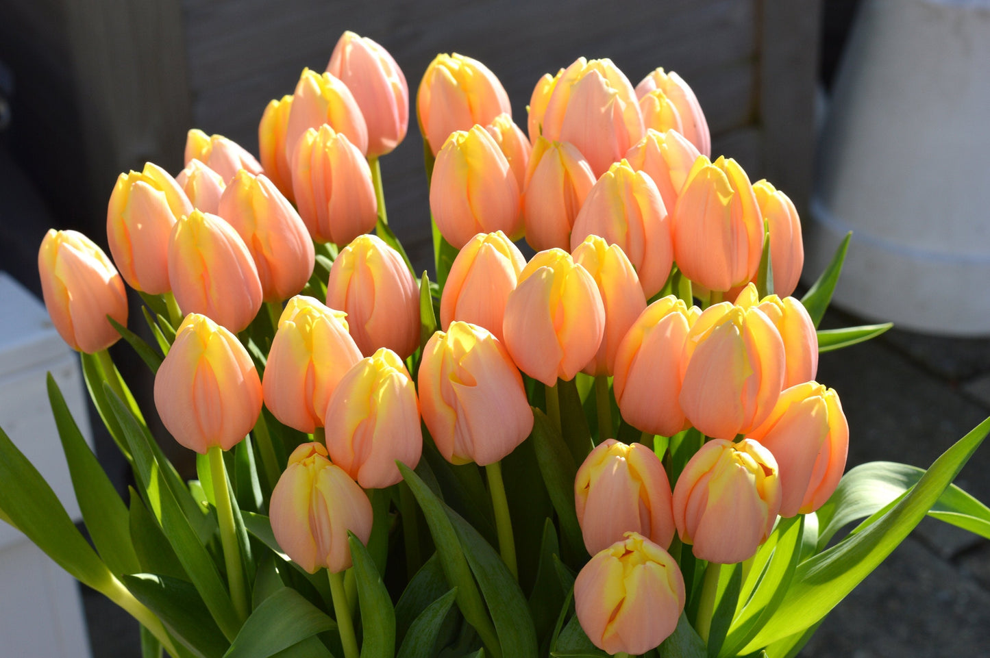 Tulip Bulbs Mango Charmu Blooms Species Growing Bonsai Roots Rhizomes Corms Tubers Potted Planting Reblooming Fragrant Garden Flower Seeds Plant