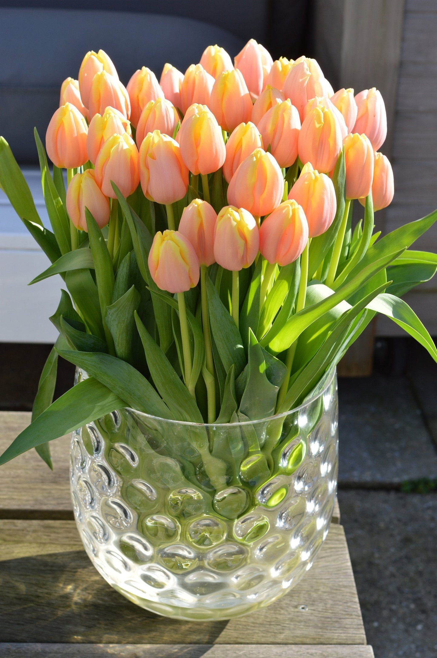 Tulip Bulbs Mango Charmu Blooms Species Growing Bonsai Roots Rhizomes Corms Tubers Potted Planting Reblooming Fragrant Garden Flower Seeds Plant