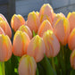Tulip Bulbs Mango Charmu Blooms Species Growing Bonsai Roots Rhizomes Corms Tubers Potted Planting Reblooming Fragrant Garden Flower Seeds Plant