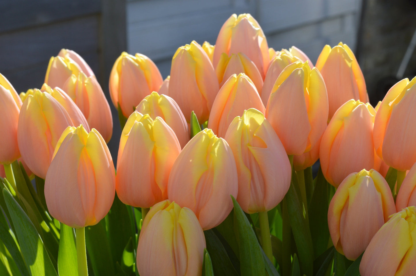 Tulip Bulbs Mango Charmu Blooms Species Growing Bonsai Roots Rhizomes Corms Tubers Potted Planting Reblooming Fragrant Garden Flower Seeds Plant