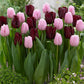 Tulip Bulbs Mascara/Pink Diamond Collection Blooms Species Growing Bonsai Roots Rhizomes Corms Tubers Potted Planting Reblooming Fragrant Garden Flower Seeds Plant
