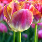 Tulip Bulbs Bulbs Miami Sunset Blooms Species Growing Bonsai Roots Rhizomes Corms Tubers Potted Planting Reblooming Fragrant Garden Flower Seeds Plant