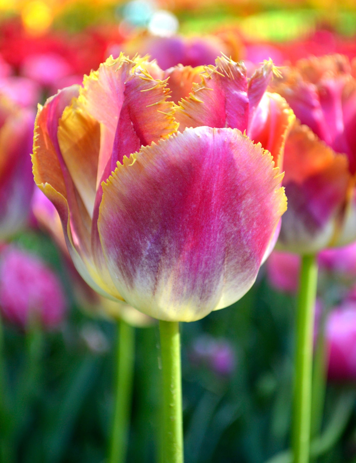 Tulip Bulbs Bulbs Miami Sunset Blooms Species Growing Bonsai Roots Rhizomes Corms Tubers Potted Planting Reblooming Fragrant Garden Flower Seeds Plant