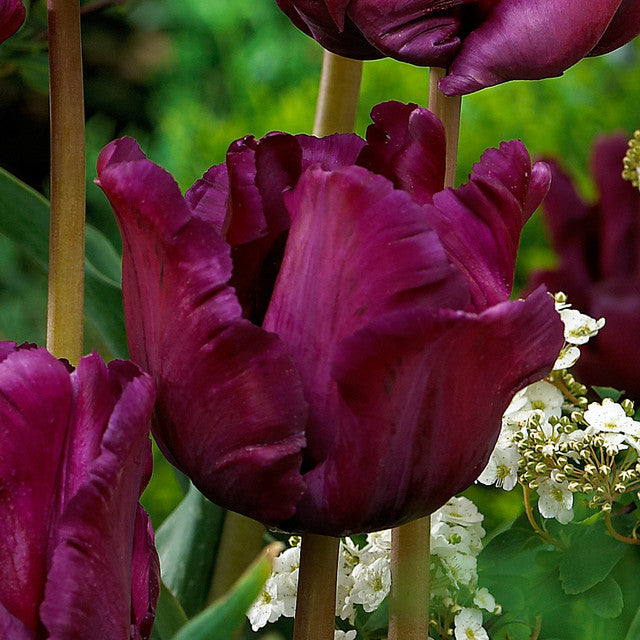 Tulip Bulbs Muriel Blooms Species Growing Bonsai Roots Rhizomes Corms Tubers Potted Planting Reblooming Fragrant Garden Flower Seeds Plant