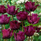 Tulip Bulbs Muriel Blooms Species Growing Bonsai Roots Rhizomes Corms Tubers Potted Planting Reblooming Fragrant Garden Flower Seeds Plant