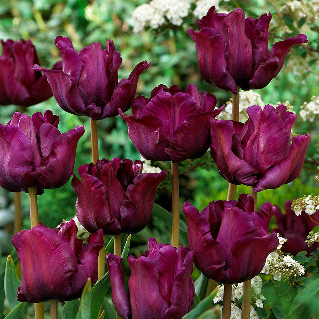 Tulip Bulbs Muriel Blooms Species Growing Bonsai Roots Rhizomes Corms Tubers Potted Planting Reblooming Fragrant Garden Flower Seeds Plant