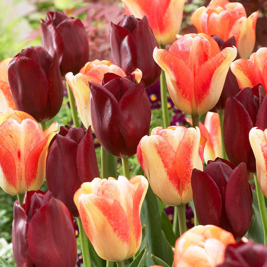 Tulip Bulbs National Velvet Blooms Species Growing Bonsai Roots Rhizomes Corms Tubers Potted Planting Reblooming Fragrant Garden Flower Seeds Plant