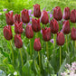 Tulip Bulbs National Velvet Blooms Species Growing Bonsai Roots Rhizomes Corms Tubers Potted Planting Reblooming Fragrant Garden Flower Seeds Plant