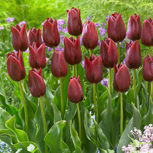 Tulip Bulbs National Velvet Blooms Species Growing Bonsai Roots Rhizomes Corms Tubers Potted Planting Reblooming Fragrant Garden Flower Seeds Plant
