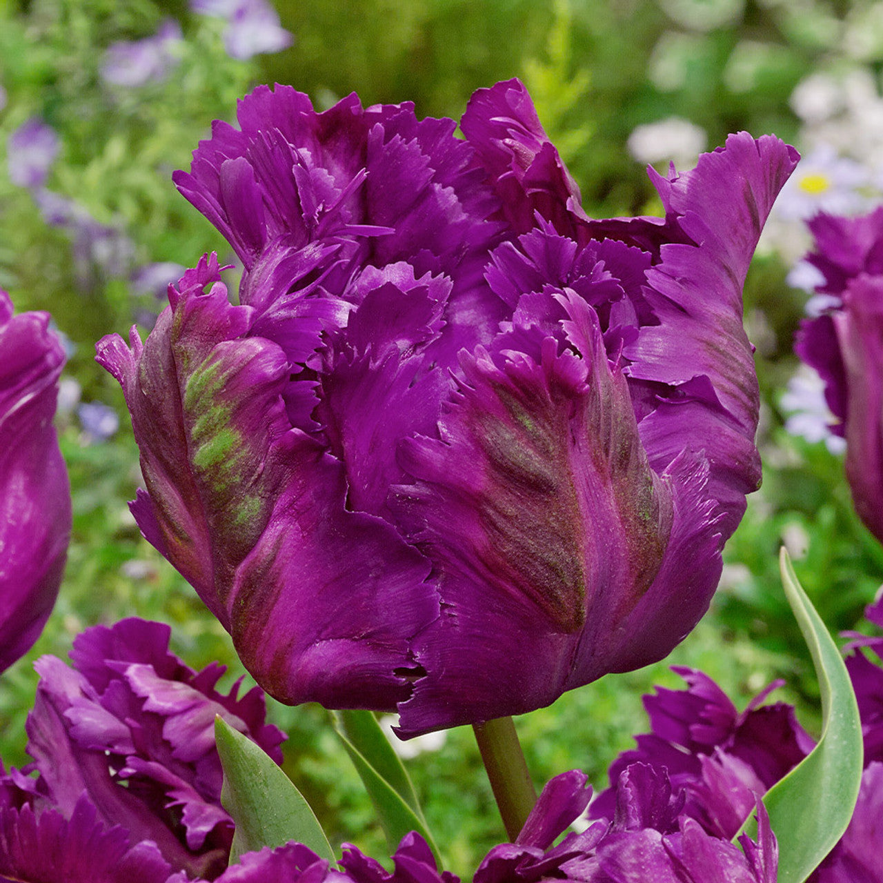 Tulip Bulbs Negrita Parrot Blooms Species Growing Bonsai Roots Rhizomes Corms Tubers Potted Planting Reblooming Fragrant Garden Flower Seeds Plant