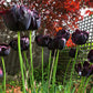 Tulip Bulbs Paul Scherer Blooms Species Growing Bonsai Roots Rhizomes Corms Tubers Potted Planting Reblooming Fragrant Garden Flower Seeds Plant