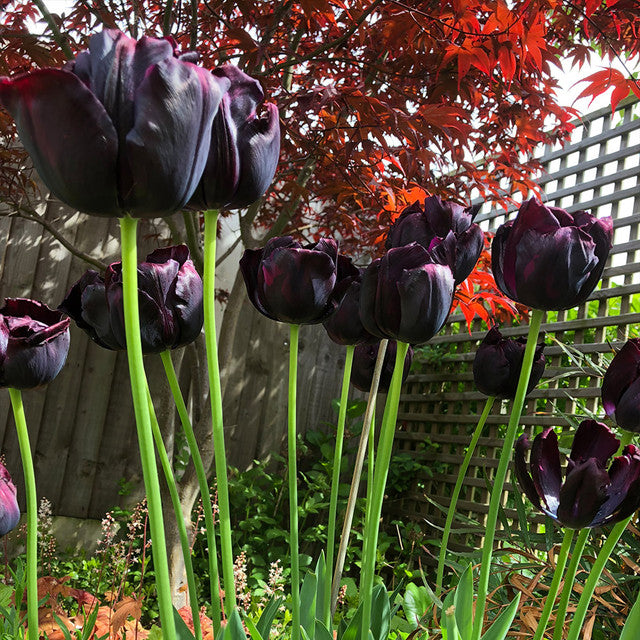 Tulip Bulbs Paul Scherer Blooms Species Growing Bonsai Roots Rhizomes Corms Tubers Potted Planting Reblooming Fragrant Garden Flower Seeds Plant