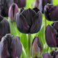 Tulip Bulbs Paul Scherer Blooms Species Growing Bonsai Roots Rhizomes Corms Tubers Potted Planting Reblooming Fragrant Garden Flower Seeds Plant