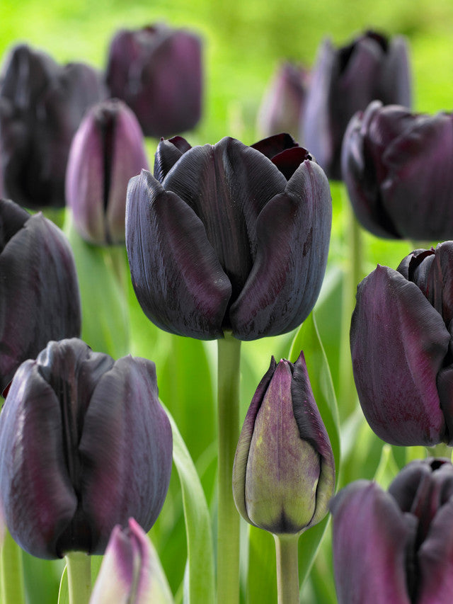Tulip Bulbs Paul Scherer Blooms Species Growing Bonsai Roots Rhizomes Corms Tubers Potted Planting Reblooming Fragrant Garden Flower Seeds Plant