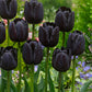 Tulip Bulbs Paul Scherer Blooms Species Growing Bonsai Roots Rhizomes Corms Tubers Potted Planting Reblooming Fragrant Garden Flower Seeds Plant