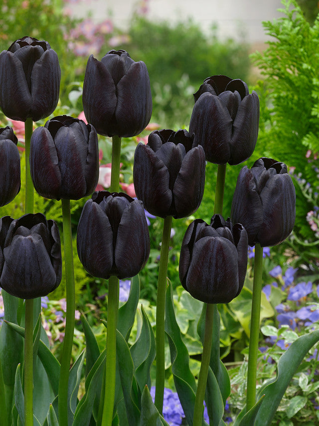 Tulip Bulbs Paul Scherer Blooms Species Growing Bonsai Roots Rhizomes Corms Tubers Potted Planting Reblooming Fragrant Garden Flower Seeds Plant