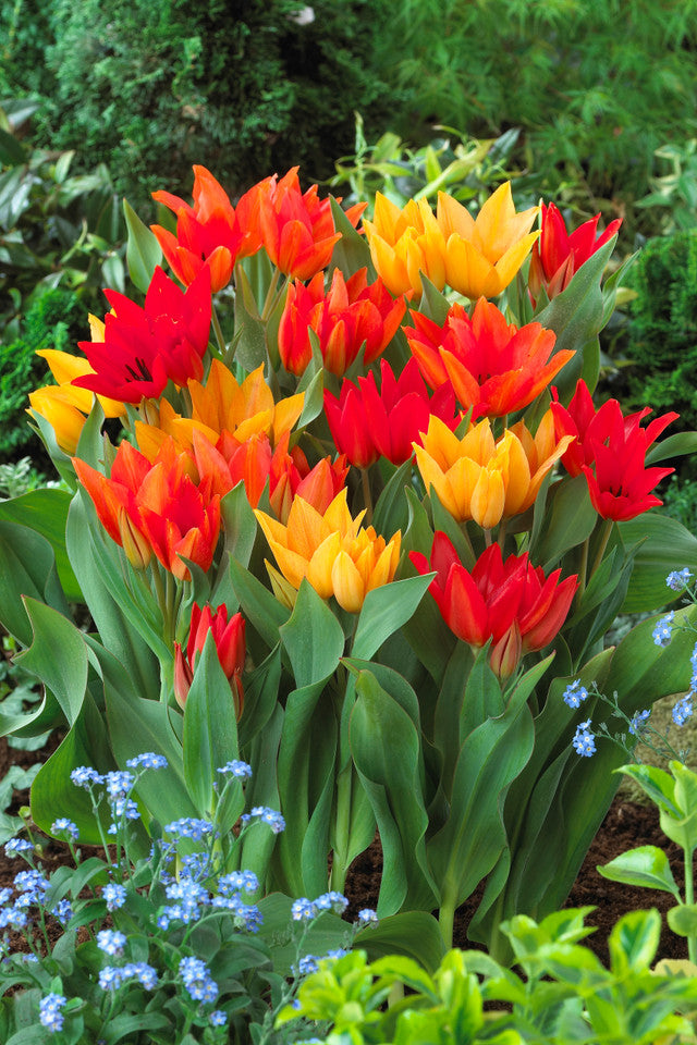 Praestans Mixed Tulip Bulbs Blooms Species Growing Bonsai Roots Rhizomes Corms Tubers Potted Planting Reblooming Fragrant Garden Flower Seeds Plant