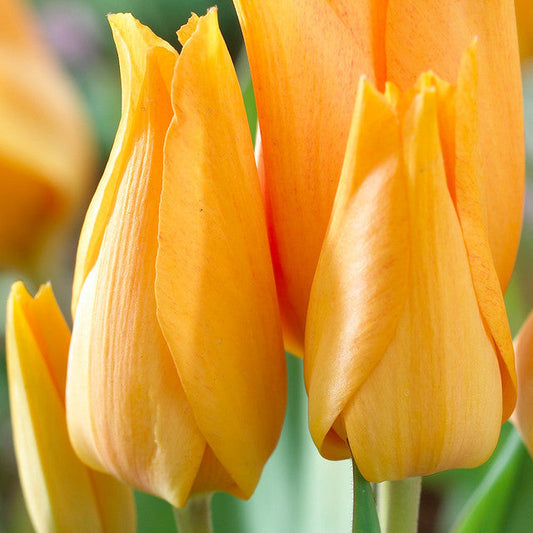Praestans Shogun Tulip Bulbs Blooms Species Growing Bonsai Roots Rhizomes Corms Tubers Potted Planting Reblooming Fragrant Garden Flower Seeds Plant