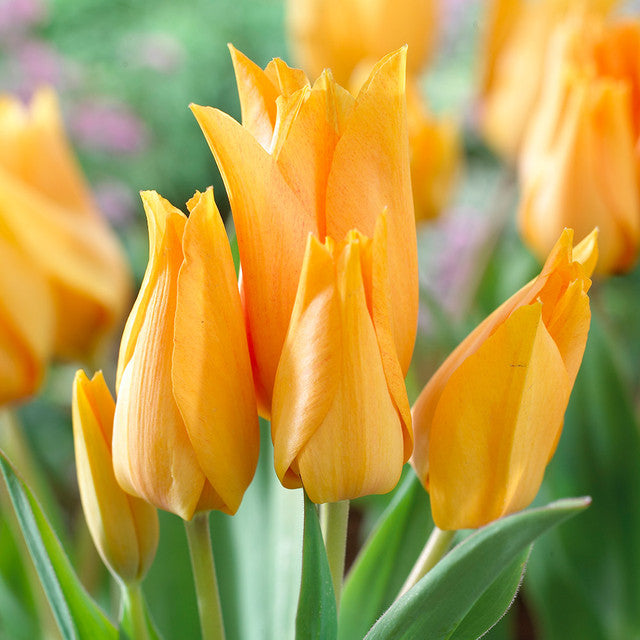 Praestans Shogun Tulip Bulbs Blooms Species Growing Bonsai Roots Rhizomes Corms Tubers Potted Planting Reblooming Fragrant Garden Flower Seeds Plant