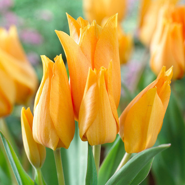 Praestans Shogun Tulip Bulbs Blooms Species Growing Bonsai Roots Rhizomes Corms Tubers Potted Planting Reblooming Fragrant Garden Flower Seeds Plant