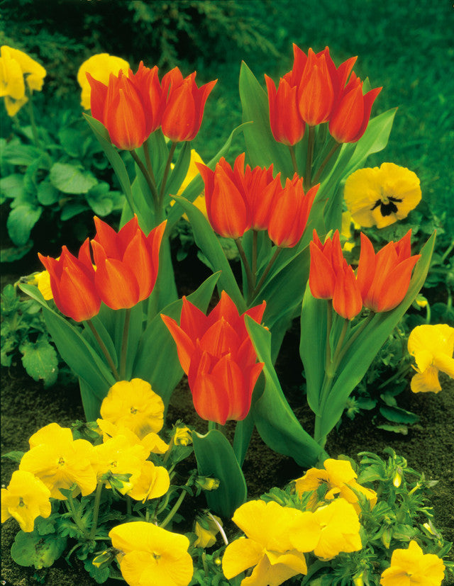 Praestans Van Tubergens Tulip Bulbs Blooms Species Growing Bonsai Roots Rhizomes Corms Tubers Potted Planting Reblooming Fragrant Garden Flower Seeds Plant