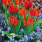 Praestans Van Tubergens Tulip Bulbs Blooms Species Growing Bonsai Roots Rhizomes Corms Tubers Potted Planting Reblooming Fragrant Garden Flower Seeds Plant