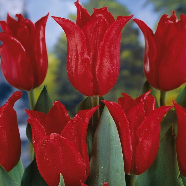 Pretty Woman Tulip Bulbs Blooms Species Growing Bonsai Roots Rhizomes Corms Tubers Potted Planting Reblooming Fragrant Garden Flower Seeds Plant