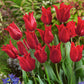 Pretty Woman Tulip Bulbs Blooms Species Growing Bonsai Roots Rhizomes Corms Tubers Potted Planting Reblooming Fragrant Garden Flower Seeds Plant