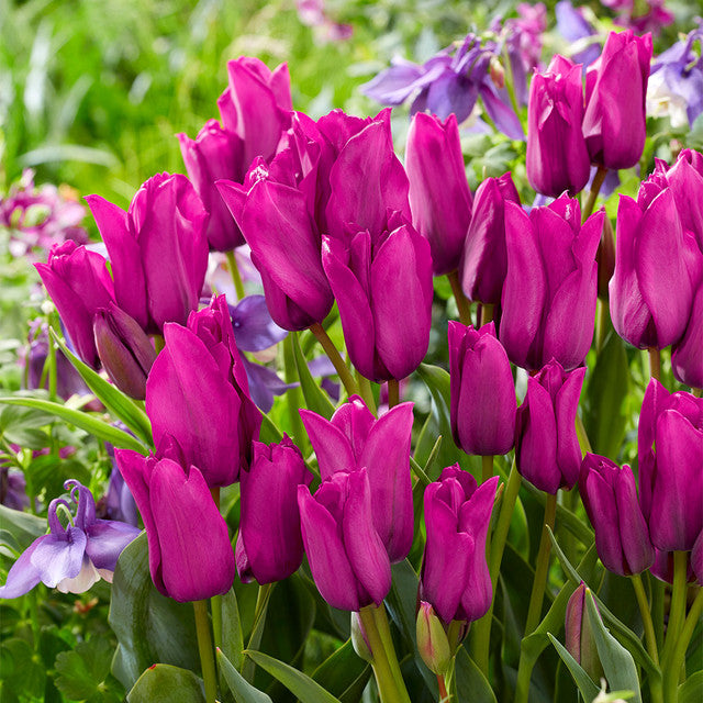 Tulip Bulbs Purple Bouquet Blooms Species Growing Bonsai Roots Rhizomes Corms Tubers Potted Planting Reblooming Fragrant Garden Flower Seeds Plant