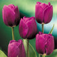 Tulip Bulbs Purple Prince Blooms Species Growing Bonsai Roots Rhizomes Corms Tubers Potted Planting Reblooming Fragrant Garden Flower Seeds Plant