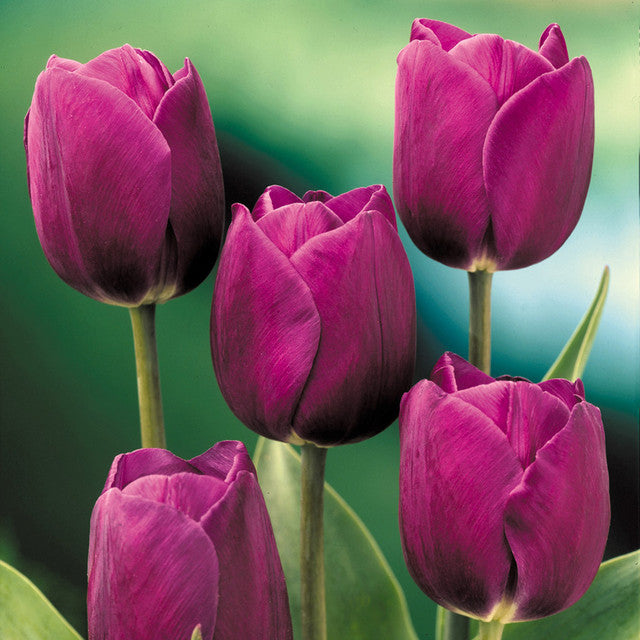 Tulip Bulbs Purple Prince Blooms Species Growing Bonsai Roots Rhizomes Corms Tubers Potted Planting Reblooming Fragrant Garden Flower Seeds Plant