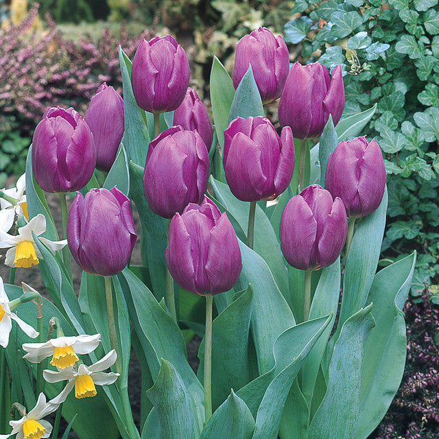 Tulip Bulbs Purple Prince Blooms Species Growing Bonsai Roots Rhizomes Corms Tubers Potted Planting Reblooming Fragrant Garden Flower Seeds Plant